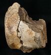 Large Edmontosaurus Caudal Vertebrae - Montana #15269-2